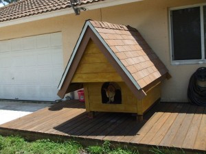 A custom dog house in South Florida