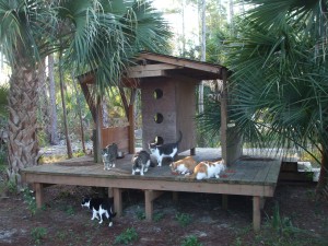 Custom built Wood Cat Condo on wood platform. Withheld a catagory 3 hurricane (Wilma)